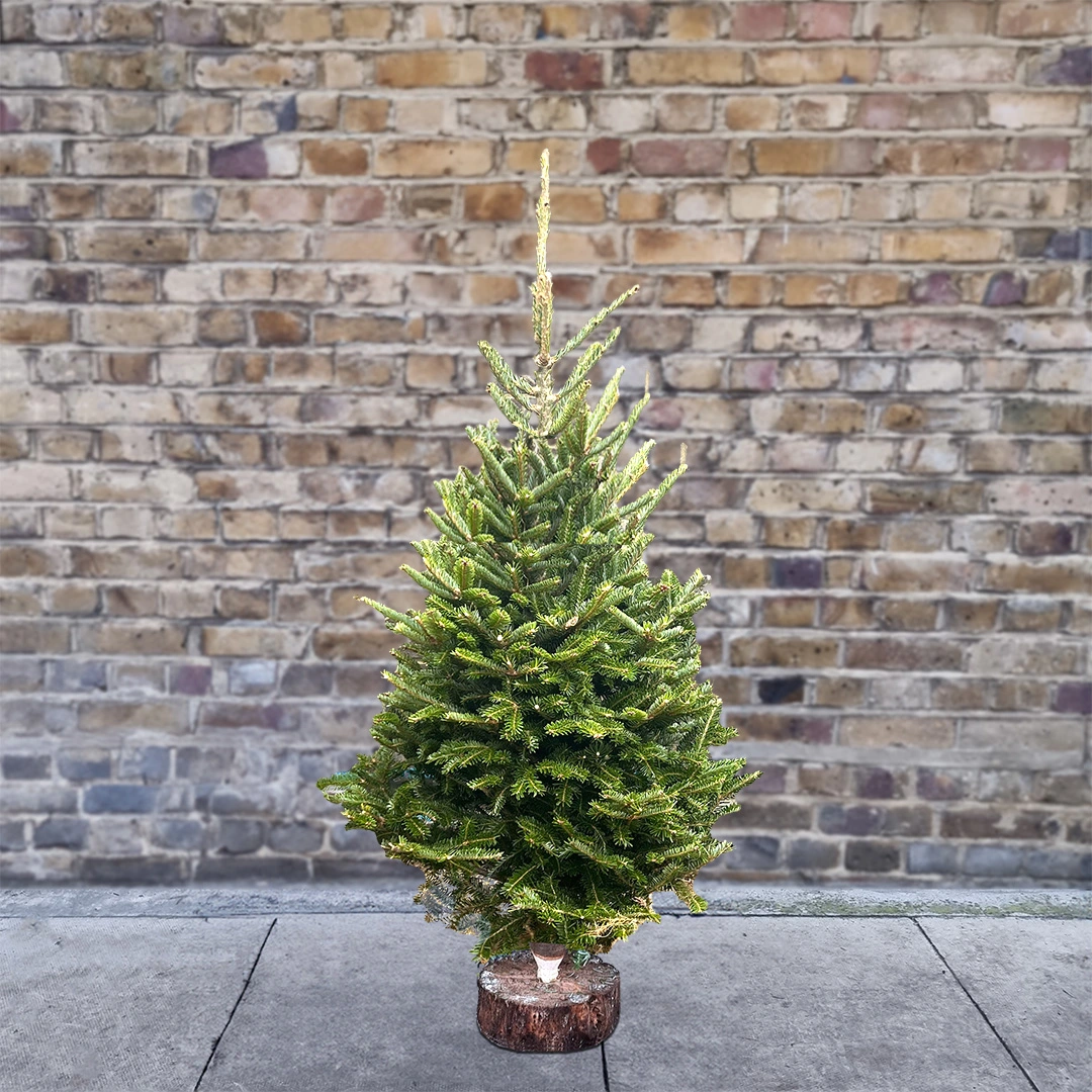 5ft Fraser Fir Real Cut Christmas Tree The Boma Garden Centre 0670