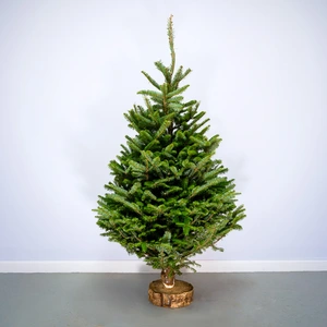 5Ft Fraser Fir Real Cut Christmas Tree - image 1