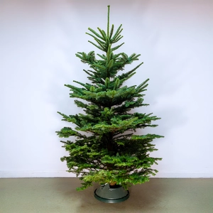 5Ft Noble Fir Real Cut Christmas Tree - image 1