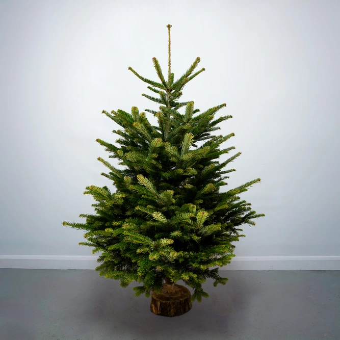 5Ft Nordmann Fir Real Cut Christmas Tree - image 1