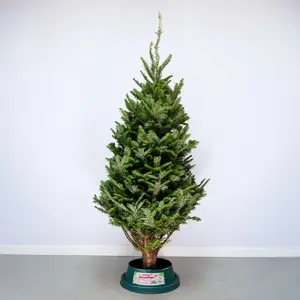6-7Ft Fraser Fir Premium (180-210cm) Real Cut Christmas Tree