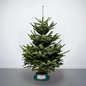 6-7Ft Nordmann Fir Premium Cut (180-210cm) Christmas Tree