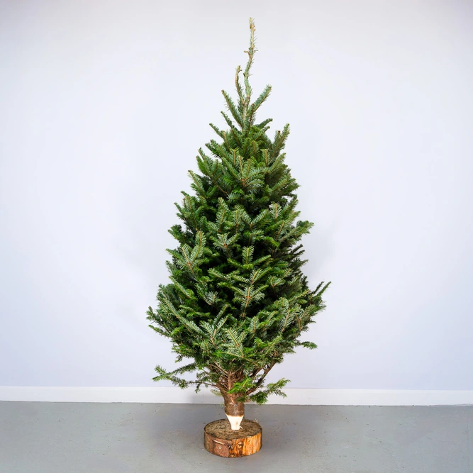 6Ft Fraser Fir Real Cut Christmas Tree - image 1