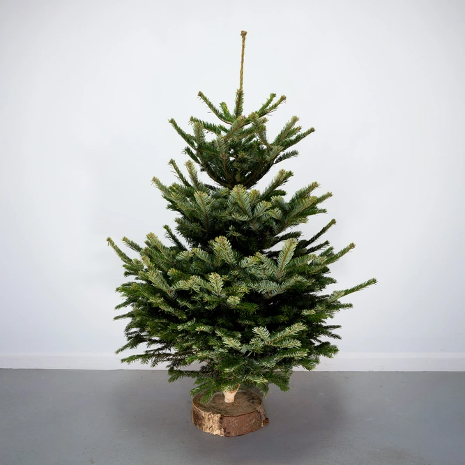 6Ft Nordmann Fir Real Cut Christmas Tree - image 1