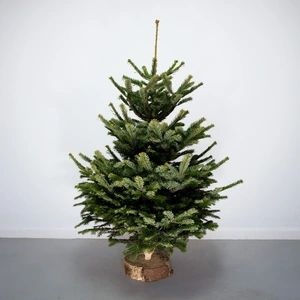 6Ft Nordmann Fir Real Cut Christmas Tree - image 1