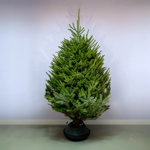 7-8Ft Fraser Fir Premium (210-240cm) Real Cut Christmas Tree