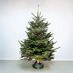 7Ft Nordmann Fir Real Cut Christmas Tree - image 1