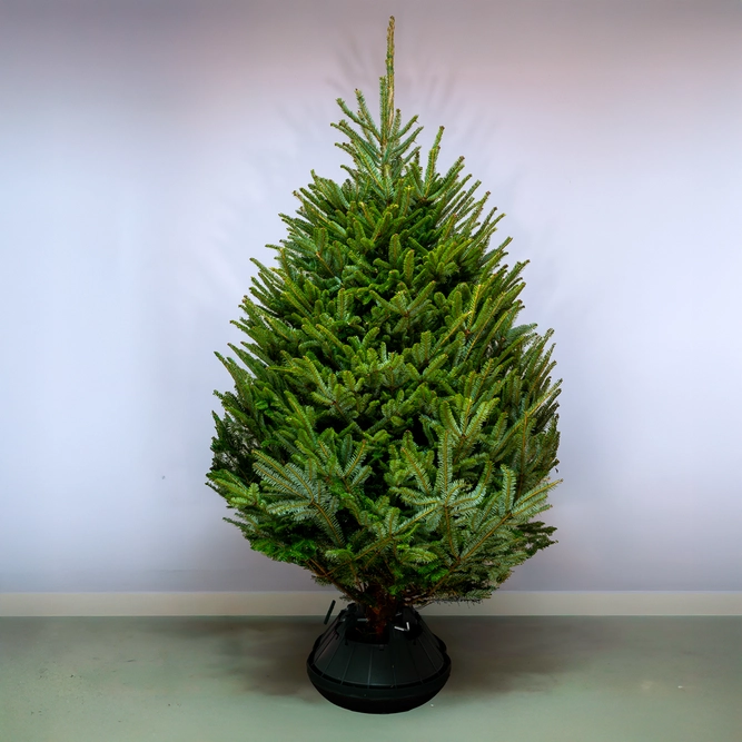 8Ft Fraser Fir Real Cut Christmas Tree - image 1