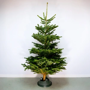 8Ft Nordmann Fir Real Cut Christmas Tree - image 1