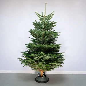 9Ft Nordmann Fir Real Cut Christmas Tree - image 1