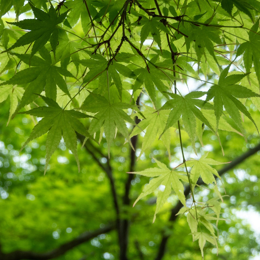 Acer Aoyagi (Pot Size 10L) Japanese Maple - The Boma Garden Centre