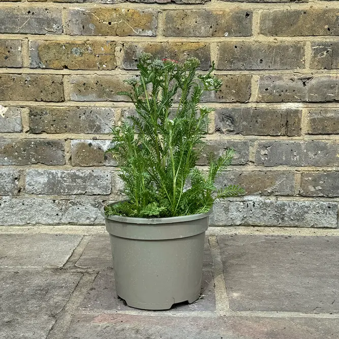 Achillea millefolium 'New Vintage Rose' (Pot Size 3L) Perennial Yarrow - image 2