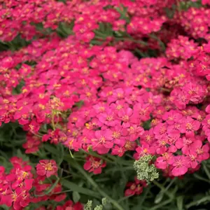 Achillea millefolium 'New Vintage Rose' (Pot Size 3L) Perennial Yarrow - image 1