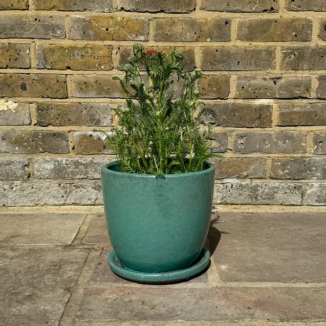 Achillea millefolium 'Peter Cottontail' (Pot Size 3L) Perennial Yarrow - image 3