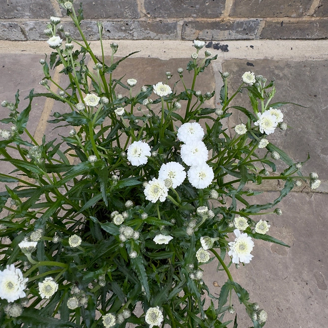 Achillea millefolium 'Peter Cottontail' (Pot Size 3L) Perennial Yarrow - image 1