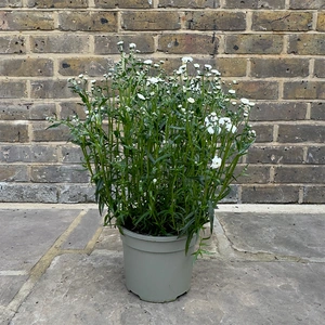 Achillea millefolium 'Peter Cottontail' (Pot Size 3L) Perennial Yarrow - image 2