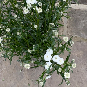 Achillea millefolium 'Peter Cottontail' (Pot Size 3L) Perennial Yarrow - image 4