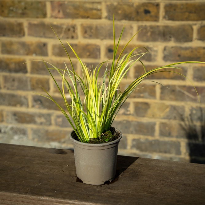 Acorus gramineus ‘Ogon’ (Pot Size 11cm) Golden Variegated Sweet Flag - image 2