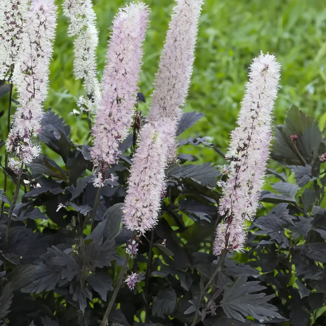 Actaea 'Chocoholic' (Pot Size 3L) Bugbane