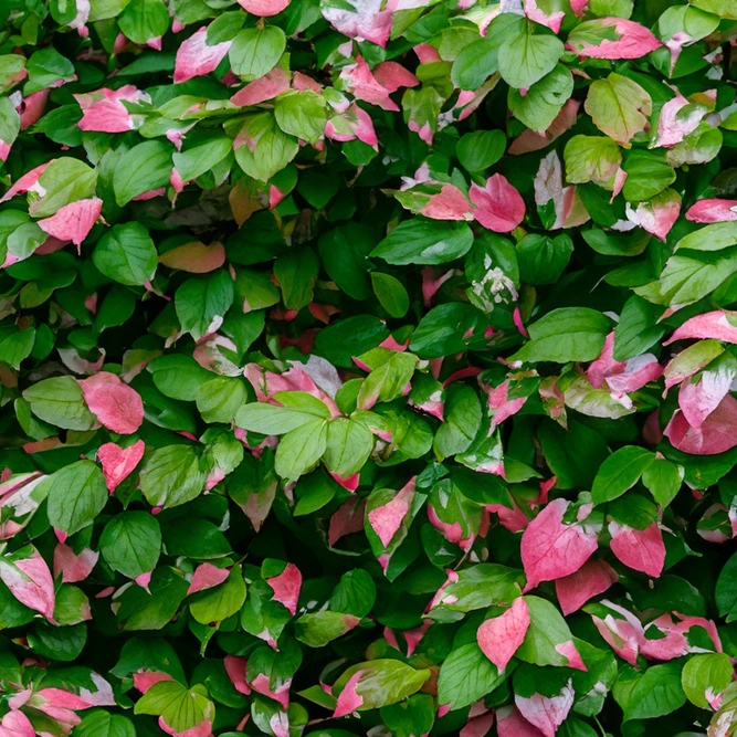 Actinidia kolomikta (Pot Size 3L) Variegated Kiwi Vine