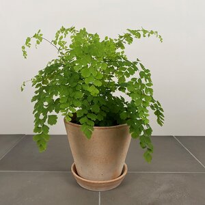 Adiantum raddianum 'Fragans' - Maidenhair fern