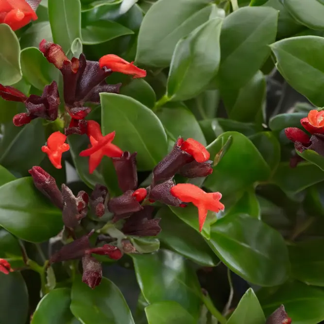 Aeschynanthus ‘Mona Lisa’ (Pot Size 15cm) Mona Lisa Lipstick Plant