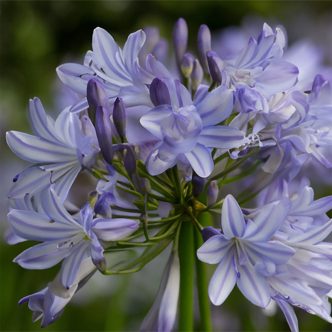 Agapanthus 'Amourette Blue' (Pot Size 17cm) - African Lily - The Boma ...