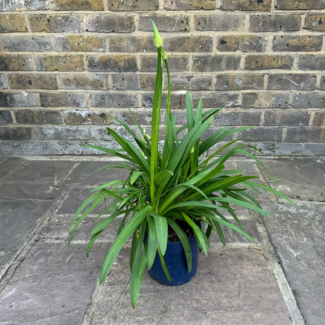 Agapanthus 'Ever Sapphire' (Pot Size 2L) - African Lily - image 2