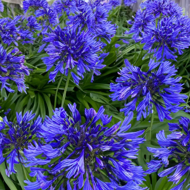 Agapanthus 'Ever Sapphire' (Pot Size 2L) - African Lily - image 1