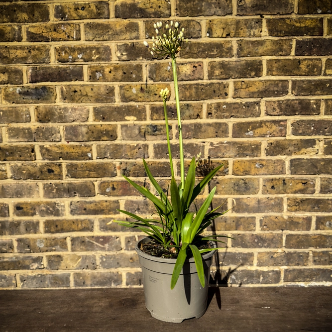 Agapanthus Fireworks (Pot Size 3L) - Lily of the Nile - image 4