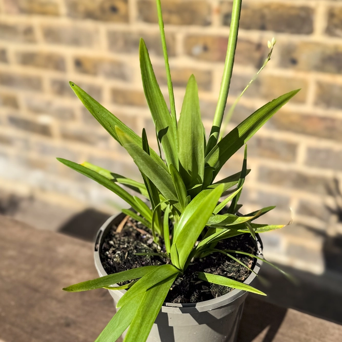 Agapanthus Fireworks (Pot Size 4L) - Lily of the Nile - image 4