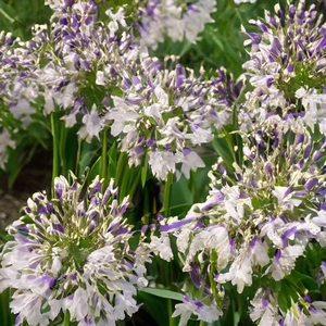 Agapanthus Fireworks (Pot Size 3L) - Lily of the Nile - image 2