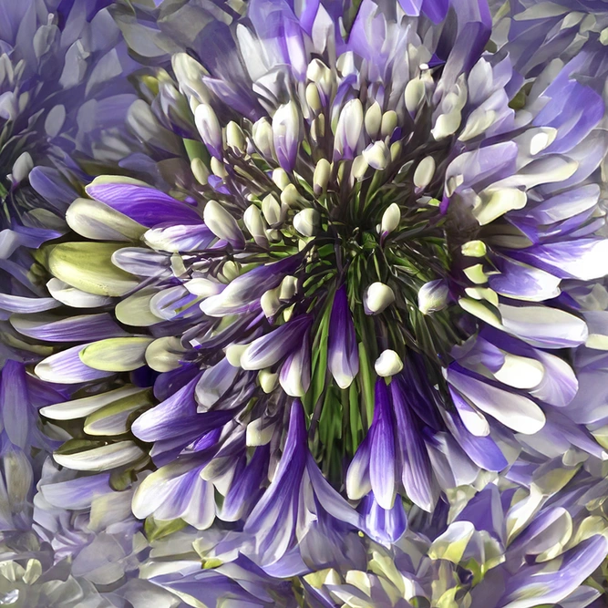 Agapanthus Fireworks (Pot Size 4L) - Lily of the Nile - image 1