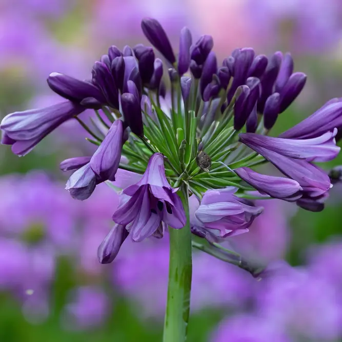 Agapanthus 'Poppin Purple' (Pot Size 2L) - Lily of the Nile - image 1