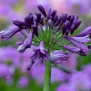 Agapanthus 'Poppin Purple' (Pot Size 2L) - Lily of the Nile - image 1