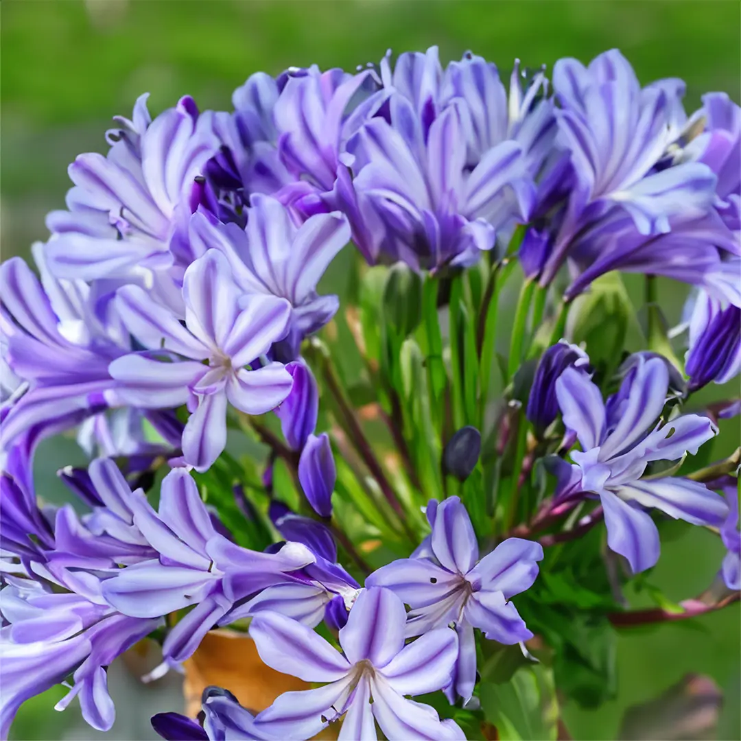 Agapanthus 'Poppin Star' (Pot Size 2L) - Lily of the Nile - The Boma ...