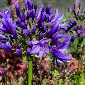 Agapanthus 'Purple Heart' (Pot Size 2L) - African Lily - image 1