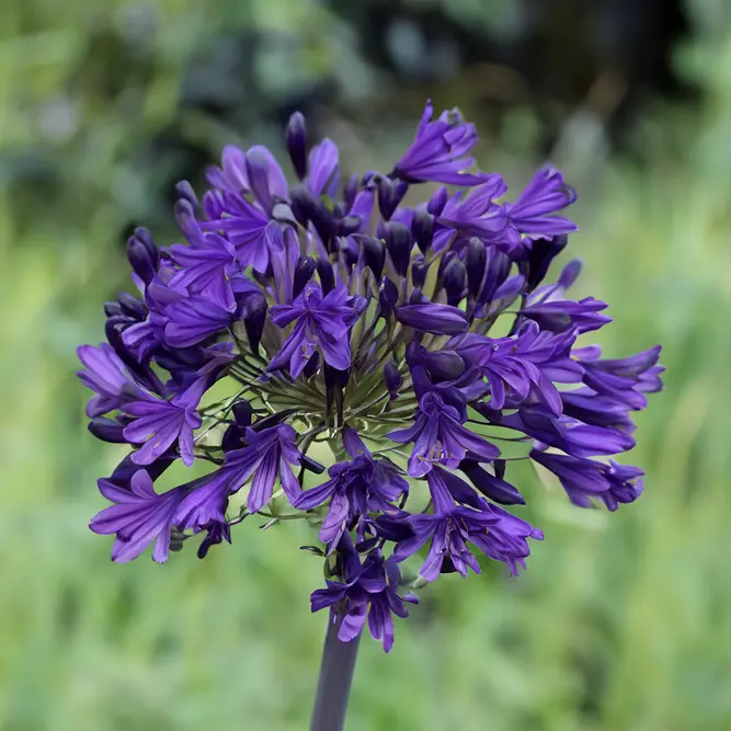 Agapanthus 'Royal Velvet' (Pot Size 3L) - African Lily - image 1