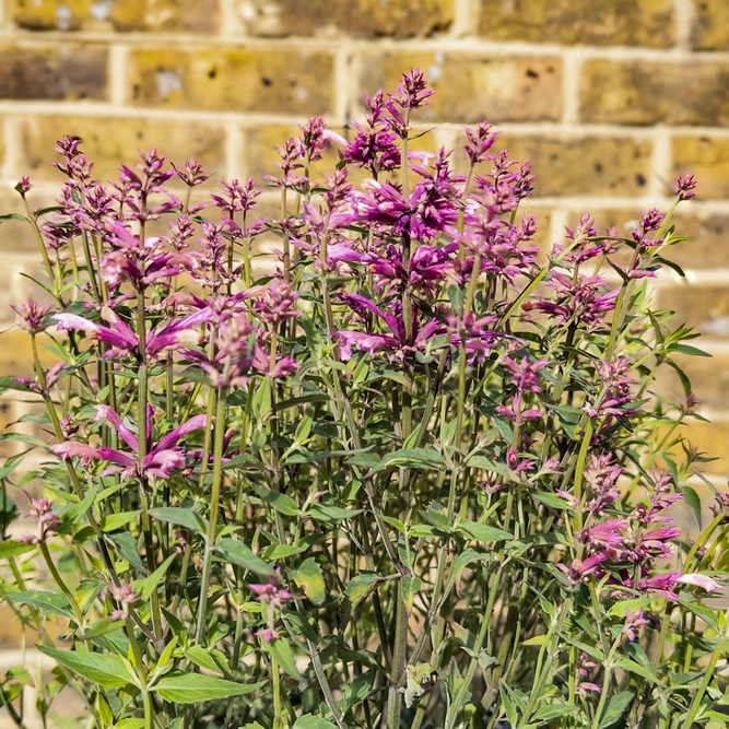 Agastache ‘Rosie Posie’ (Pot Size 3L) Rosie Posie Hyssop - image 1