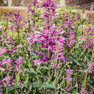 Agastache ‘Rosie Posie’ (Pot Size 3L) Rosie Posie Hyssop - image 2