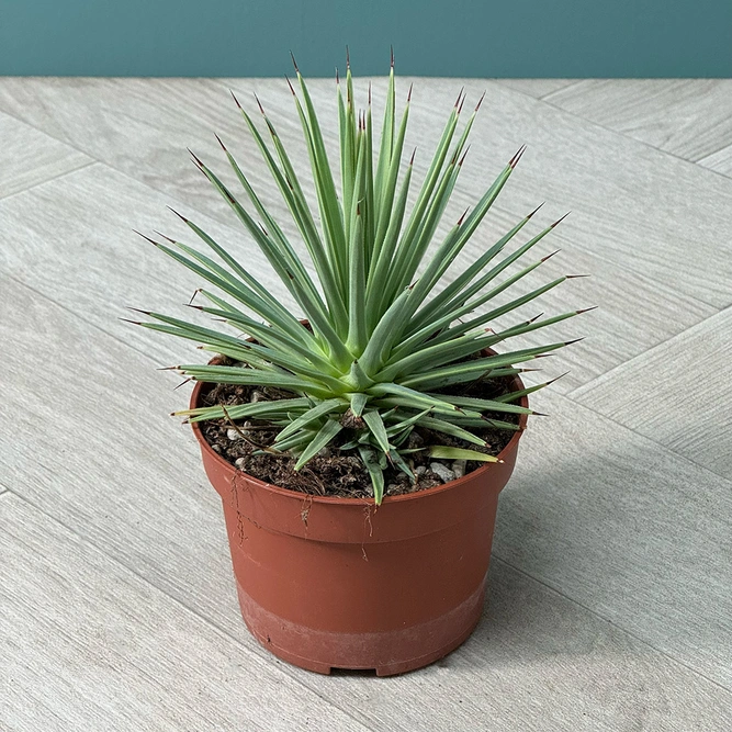 Agave nana (Pot Size 10.5cm) Dwarf Agave