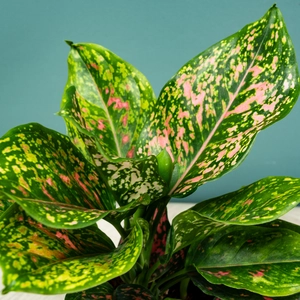 Aglaonema 'Pink Leopard' (Pot Size 12cm) Chinese evergreen - image 1