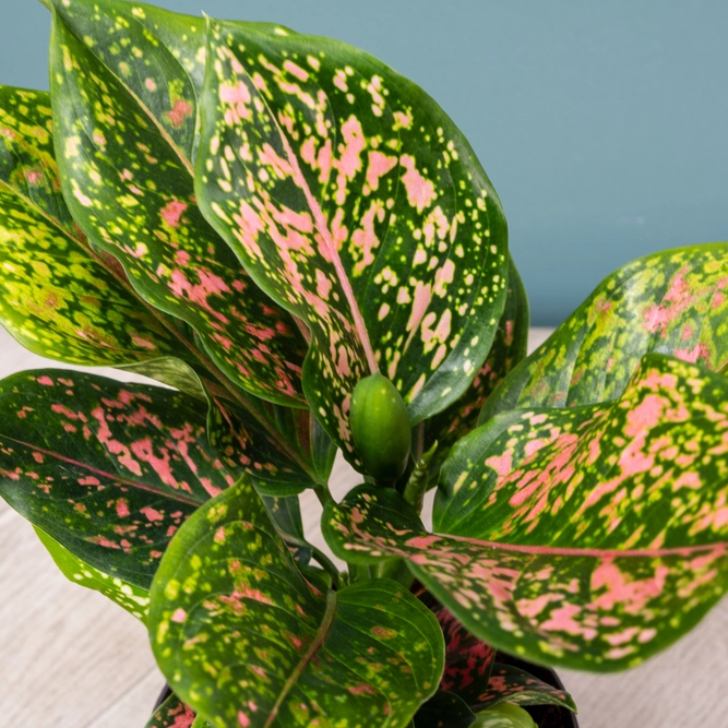 Aglaonema 'Pink Leopard' (Pot Size 12cm) Chinese evergreen - image 2