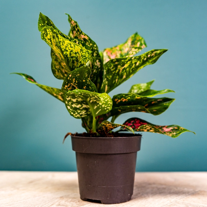 Aglaonema 'Pink Leopard' (Pot Size 12cm) Chinese evergreen - image 3