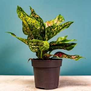 Aglaonema 'Pink Leopard' (Pot Size 12cm) Chinese evergreen - image 3