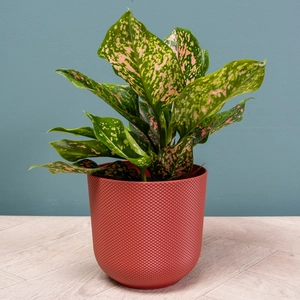 Aglaonema 'Pink Leopard' (Pot Size 12cm) Chinese evergreen - image 4