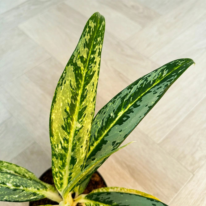 Aglaonema (Pot Size 12cm) Chinese Evergreen - image 2