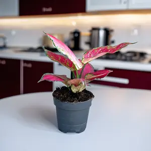 Aglaonema 'Red Joy' (Pot Size 12cm) Chinese evergreen - image 1