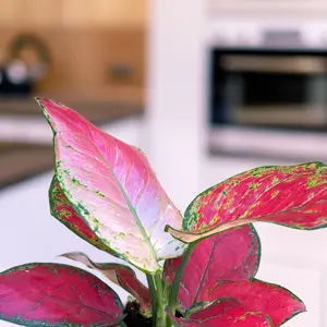 Aglaonema 'Red Joy' (Pot Size 12cm) Chinese evergreen - image 3