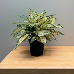 Aglaonema 'White Kiwi' (Pot Size 19cm) Chinese Evergreen - image 1